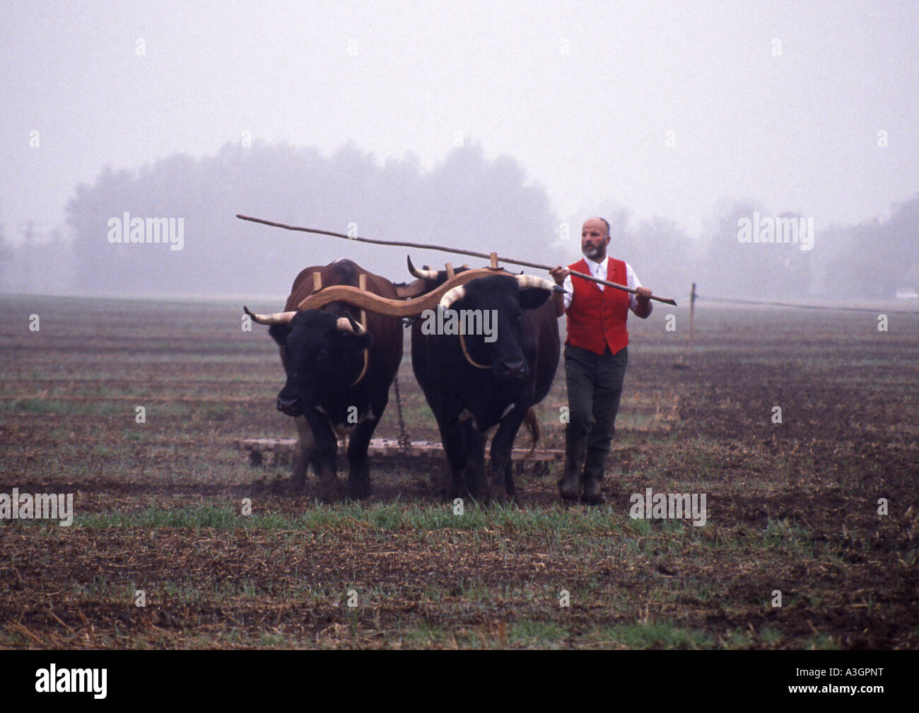 Oxen ploughing field Stock Photo
