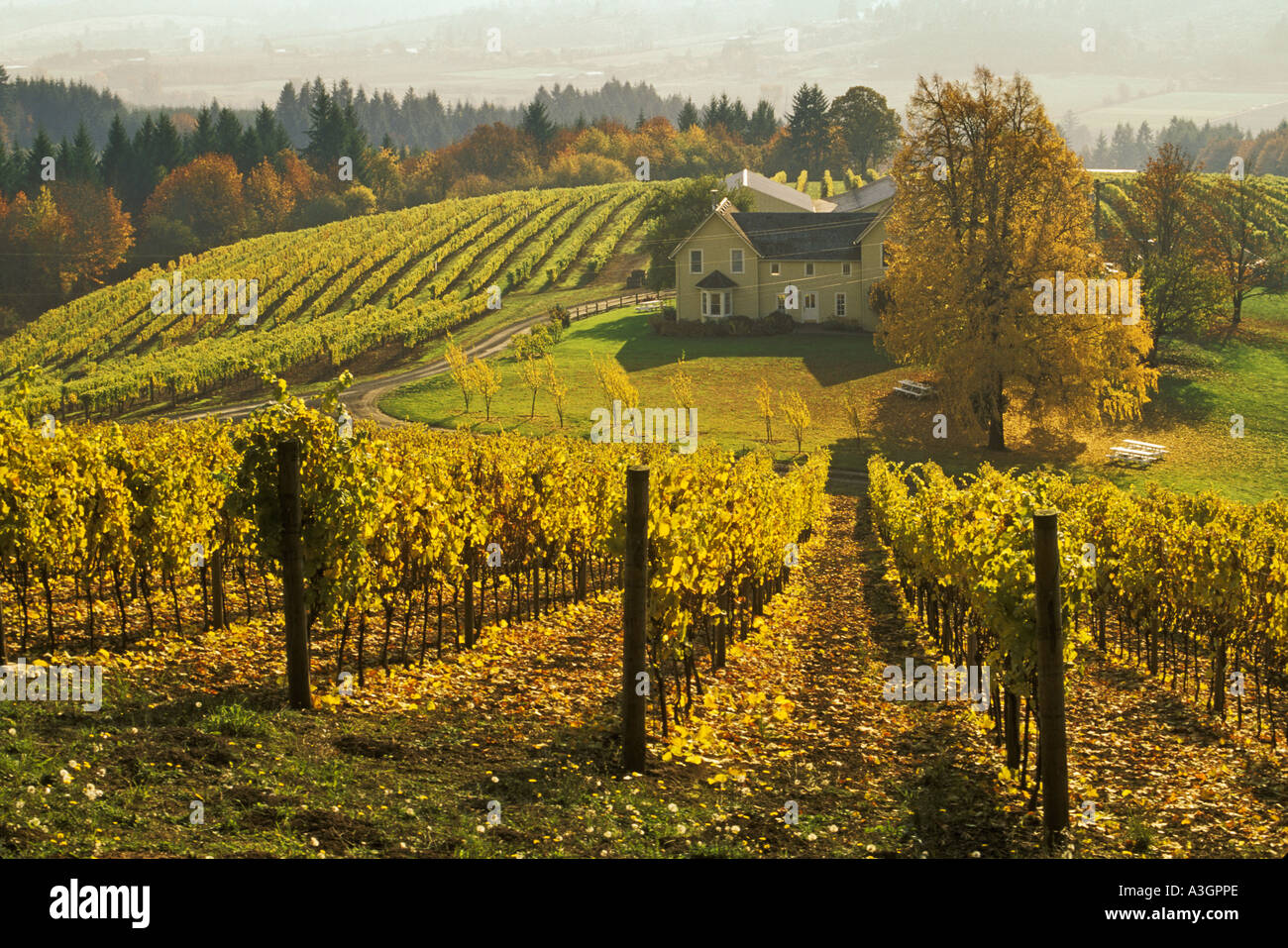 David Hill Vineyards and Winery with Fall color in vines and trees Forest Grove Oregon Stock Photo