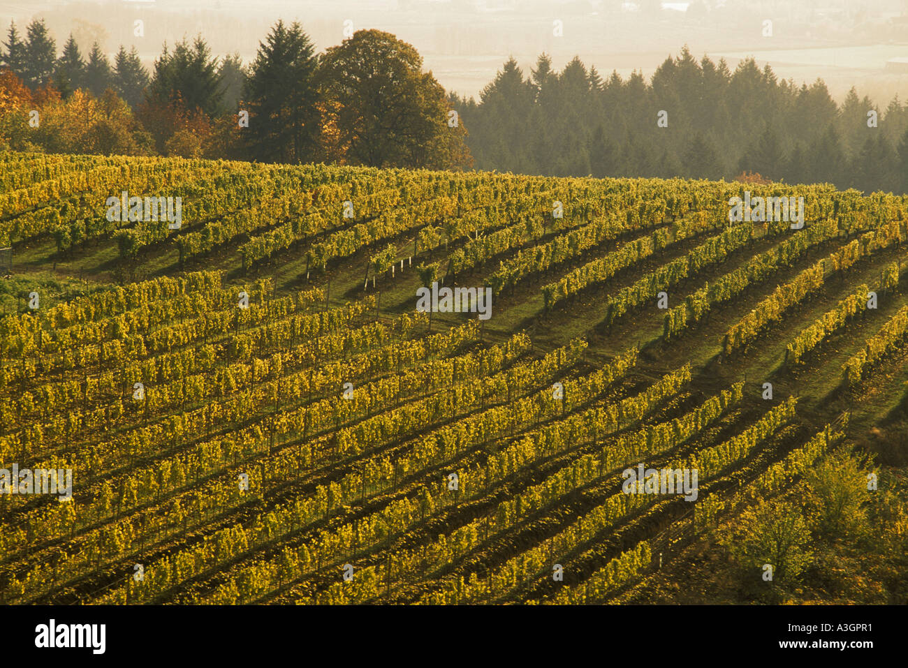 Rows of grape vines on hillside at David Hill Vineyards and Winery Forest Grove Oregon Stock Photo