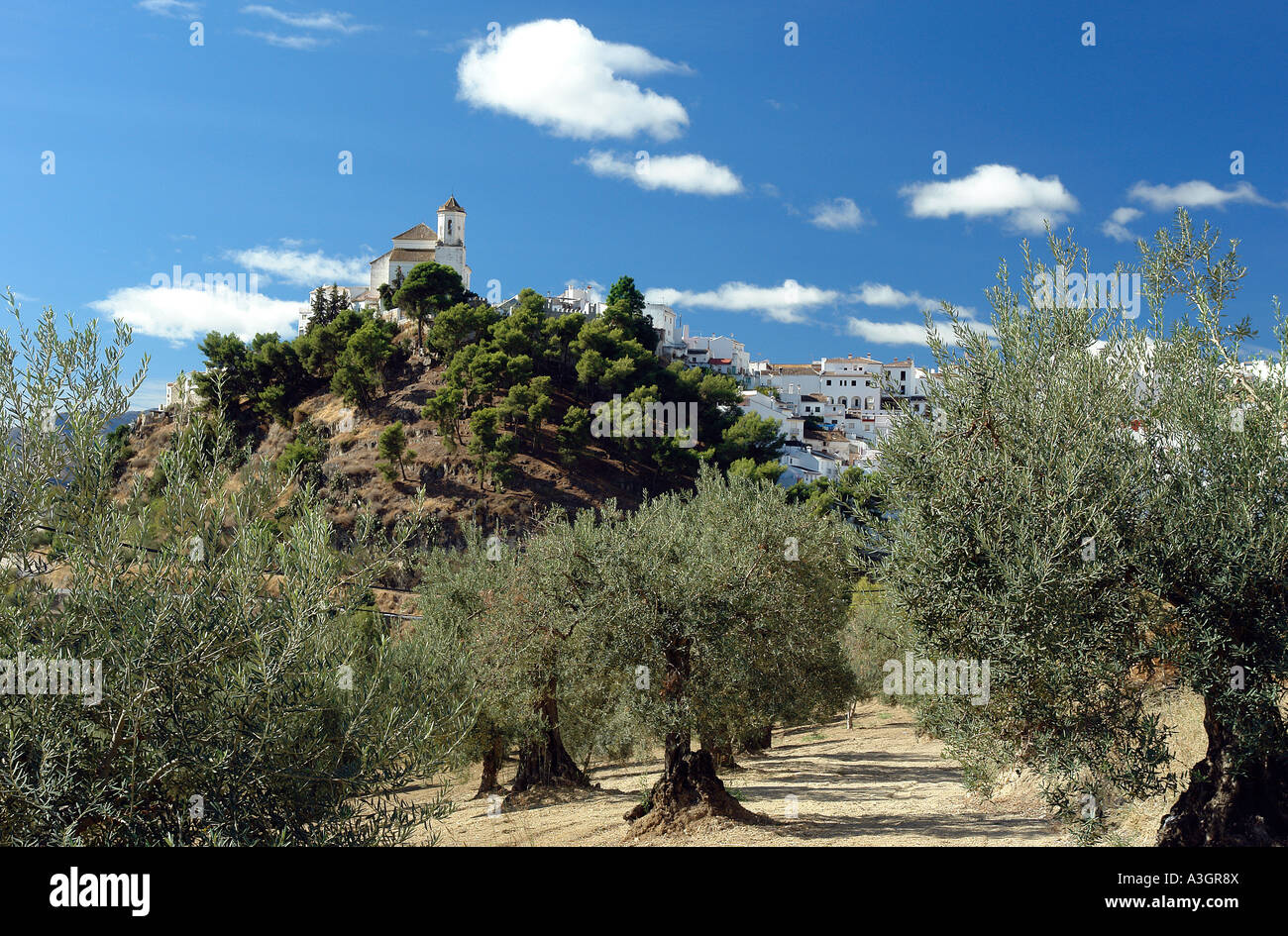 Alozaina Village over Olive Trees Stock Photo