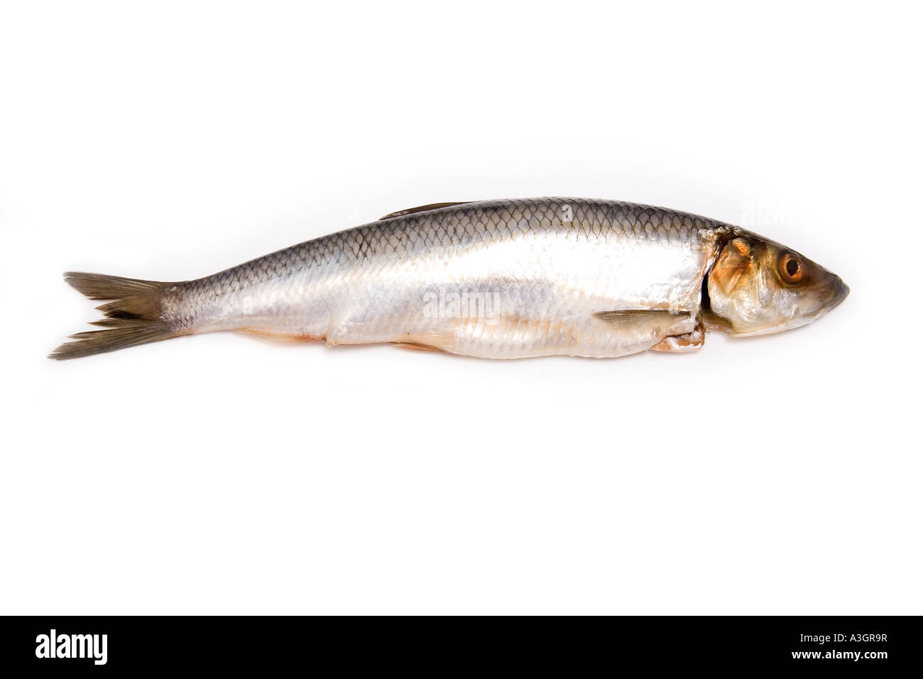 Herring isolated on a white studio background. Stock Photo