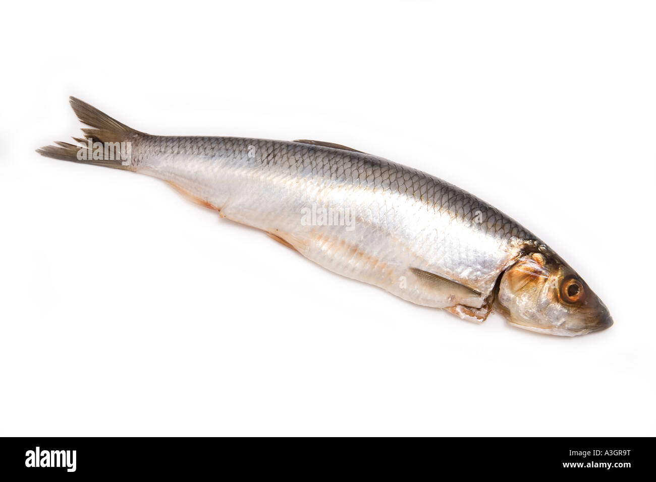 Herring isolated on a white studio background Stock Photo - Alamy