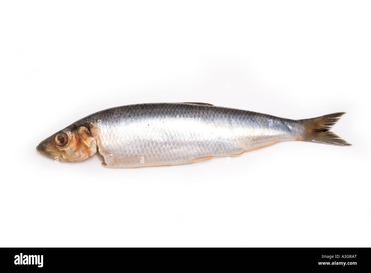 Herring isolated on a white studio background Stock Photo Alamy