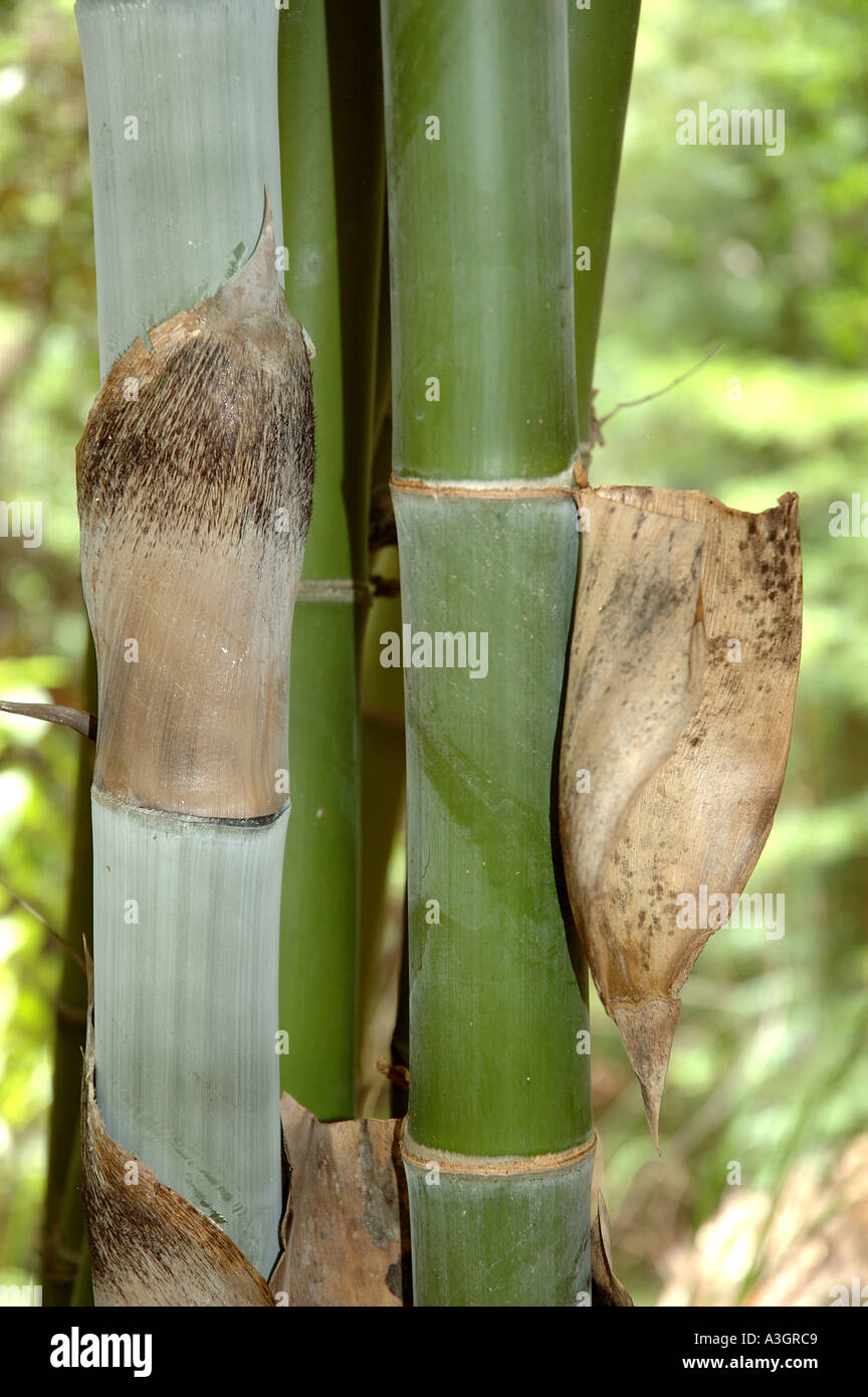 Dendrocalamus strictus hardy bamboo drought tolerant Kataila Karail Myin wa Myin byu Mu zhu Male bamboo Nakur bans Baa Stock Photo