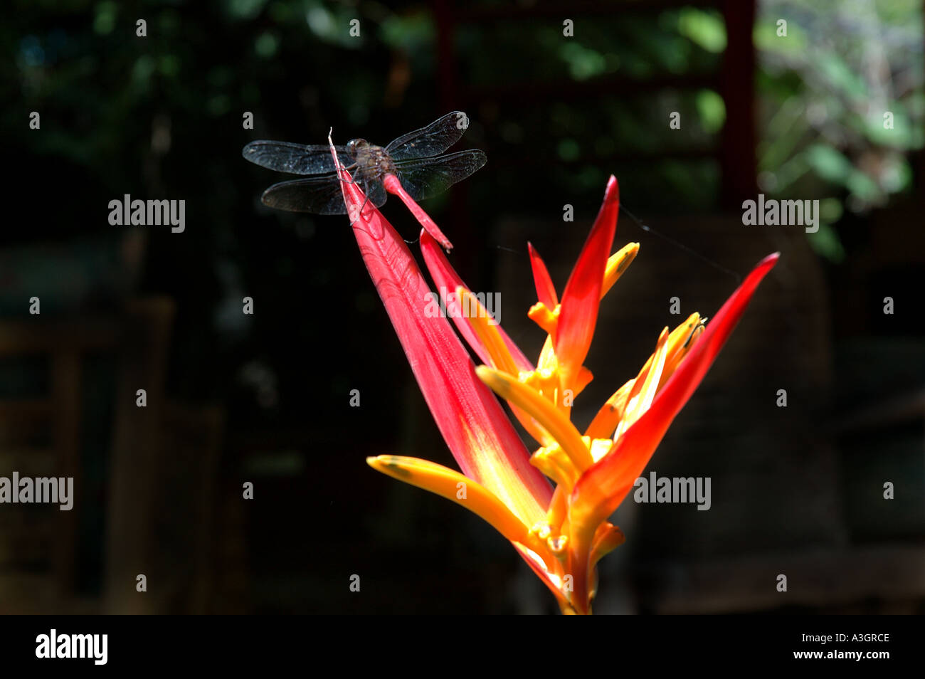 Dragonfly on red Heliconia Odonata sps Stock Photo