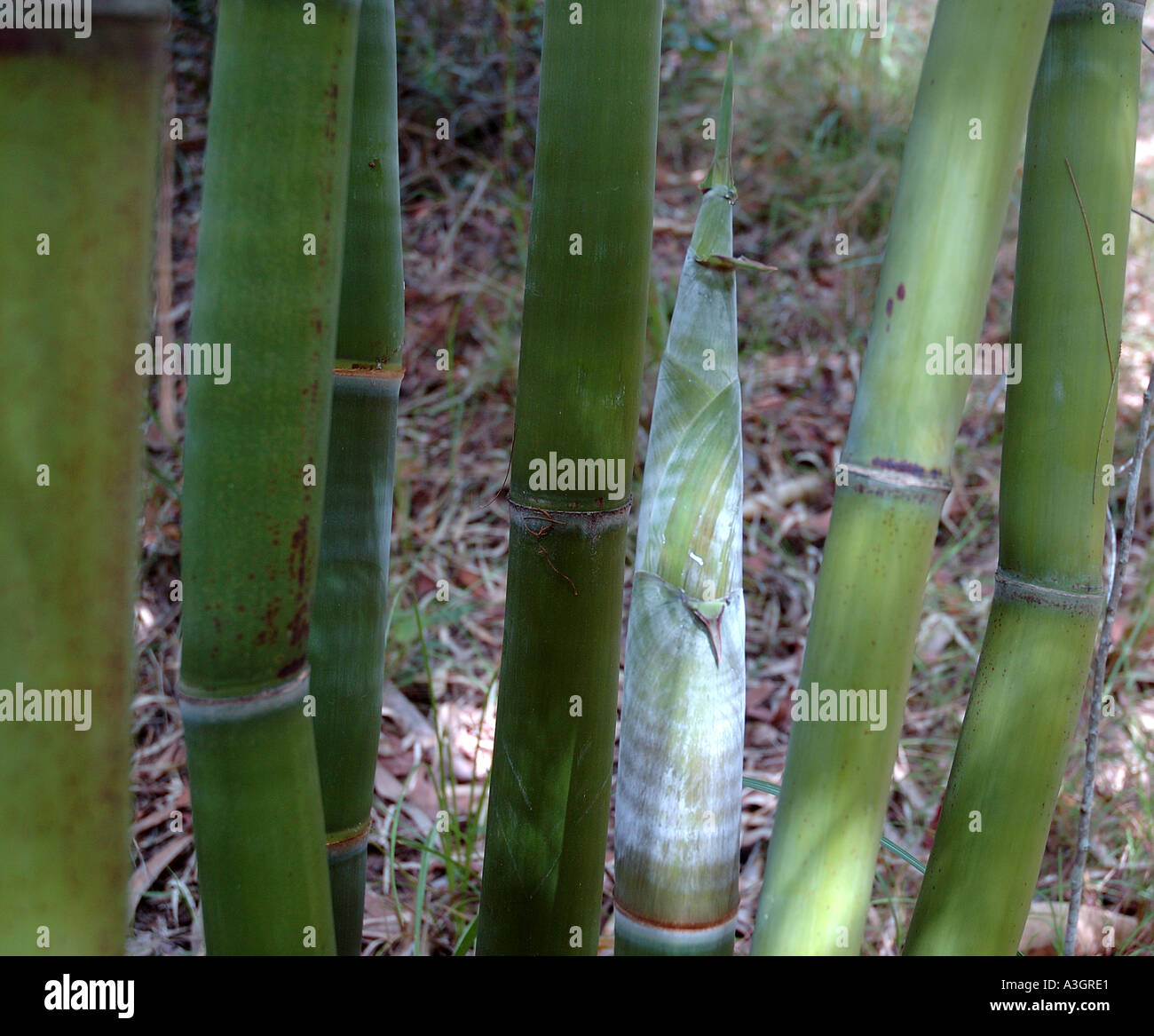 Nastus elatus Mingal bamboo New Guinea Stock Photo