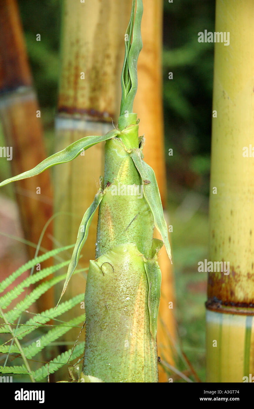 Schizostachyum glaucifolium lima New Guinea green ivory striped Bambu toi Buluh toi Anos young shoot Stock Photo