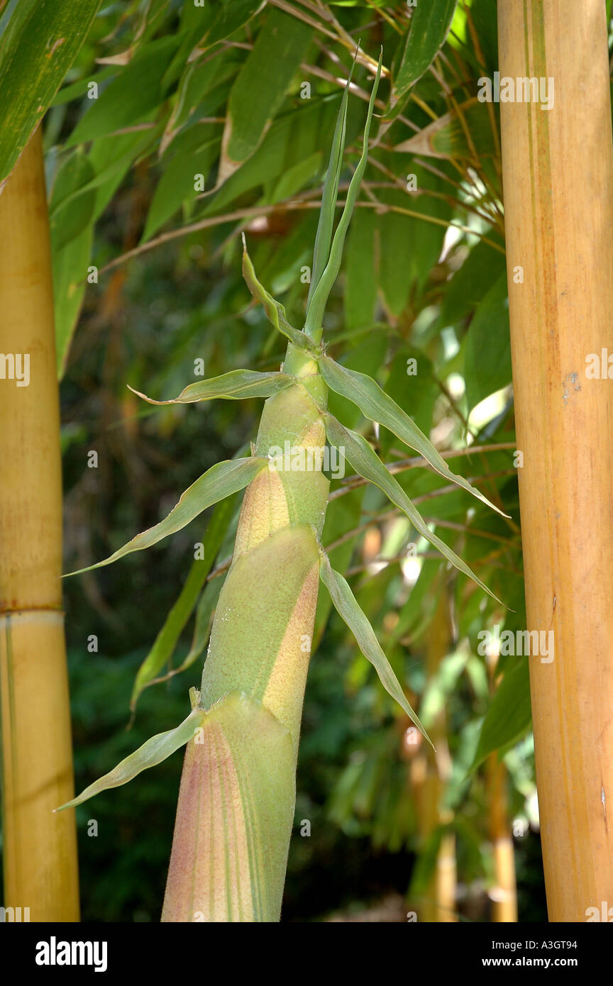 Schizostachyum glaucifolium lima New Guinea green ivory striped Bambu toi Buluh toi Anos young shoot Stock Photo