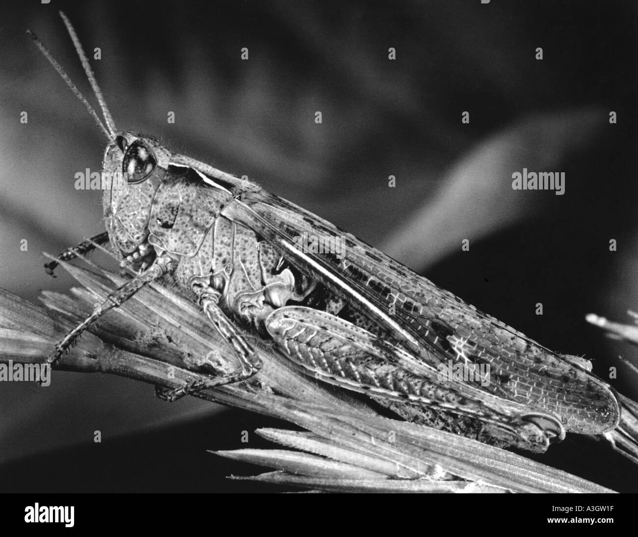 Common field Black and White Stock Photos & Images Alamy