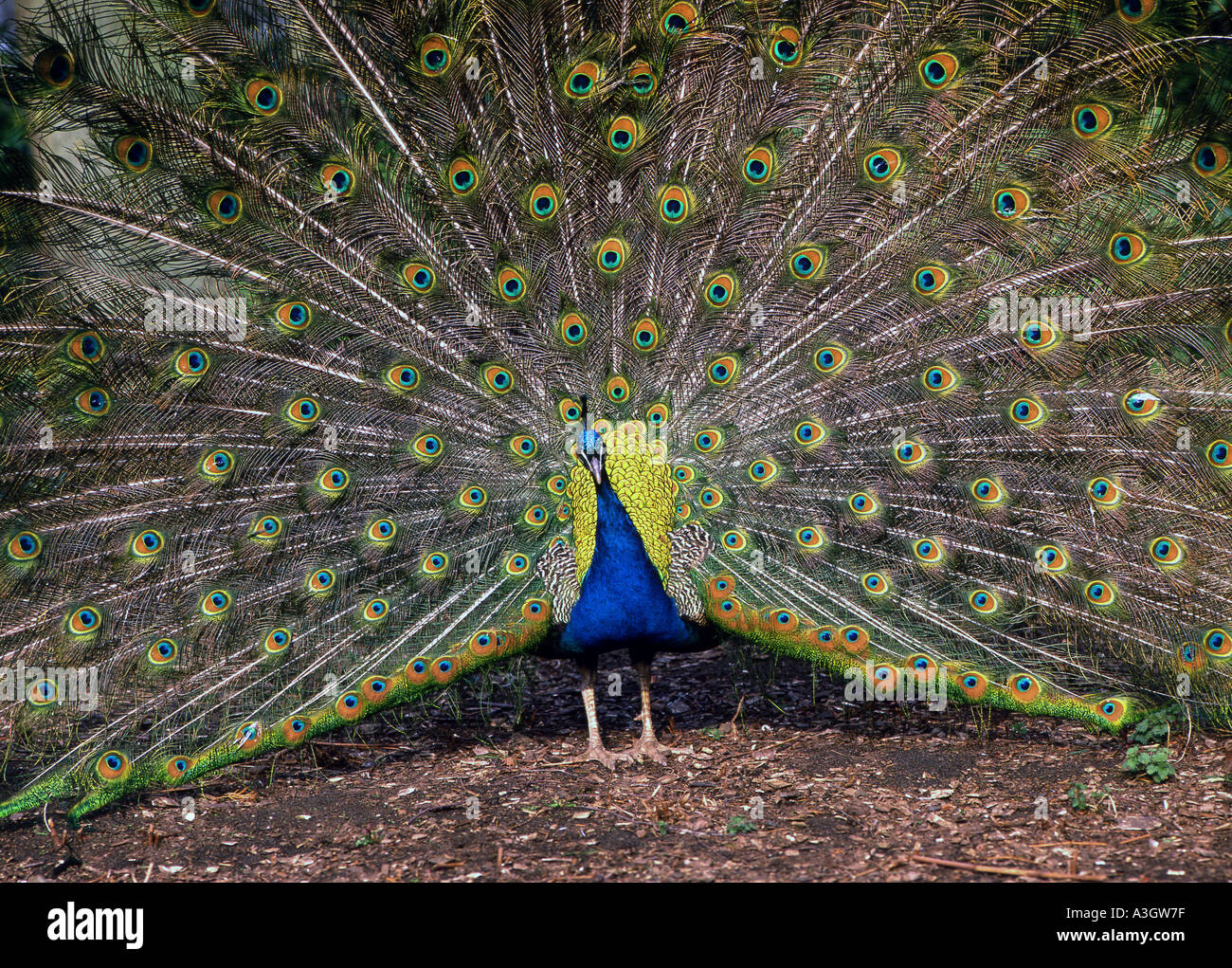 Male peacock showing extended tail to attract female in breeding season ...