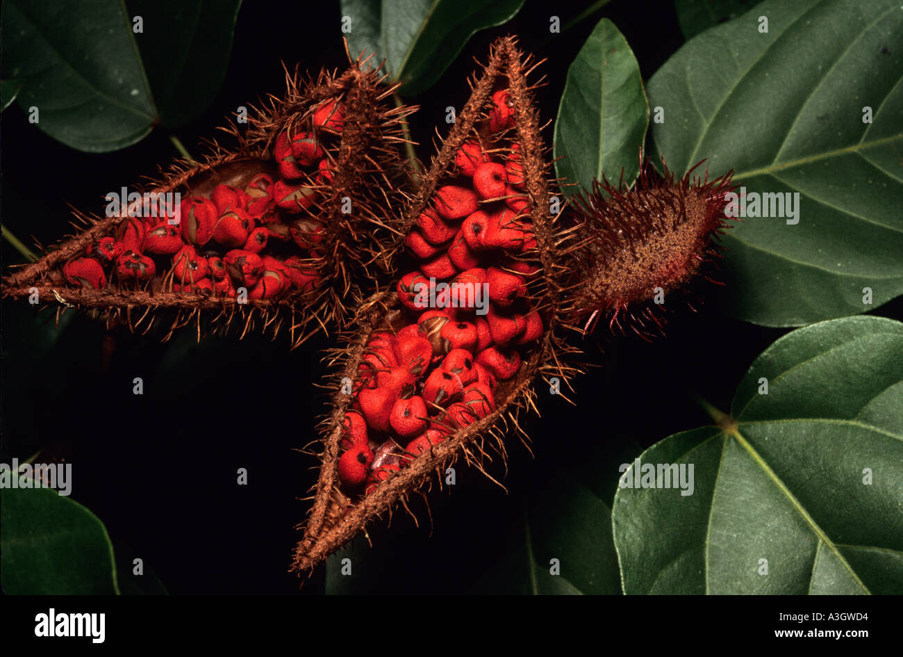 PLANT TROPICAL Annatto (Bixa orellana) used for face paint in Amazonia and as food color Stock Photo