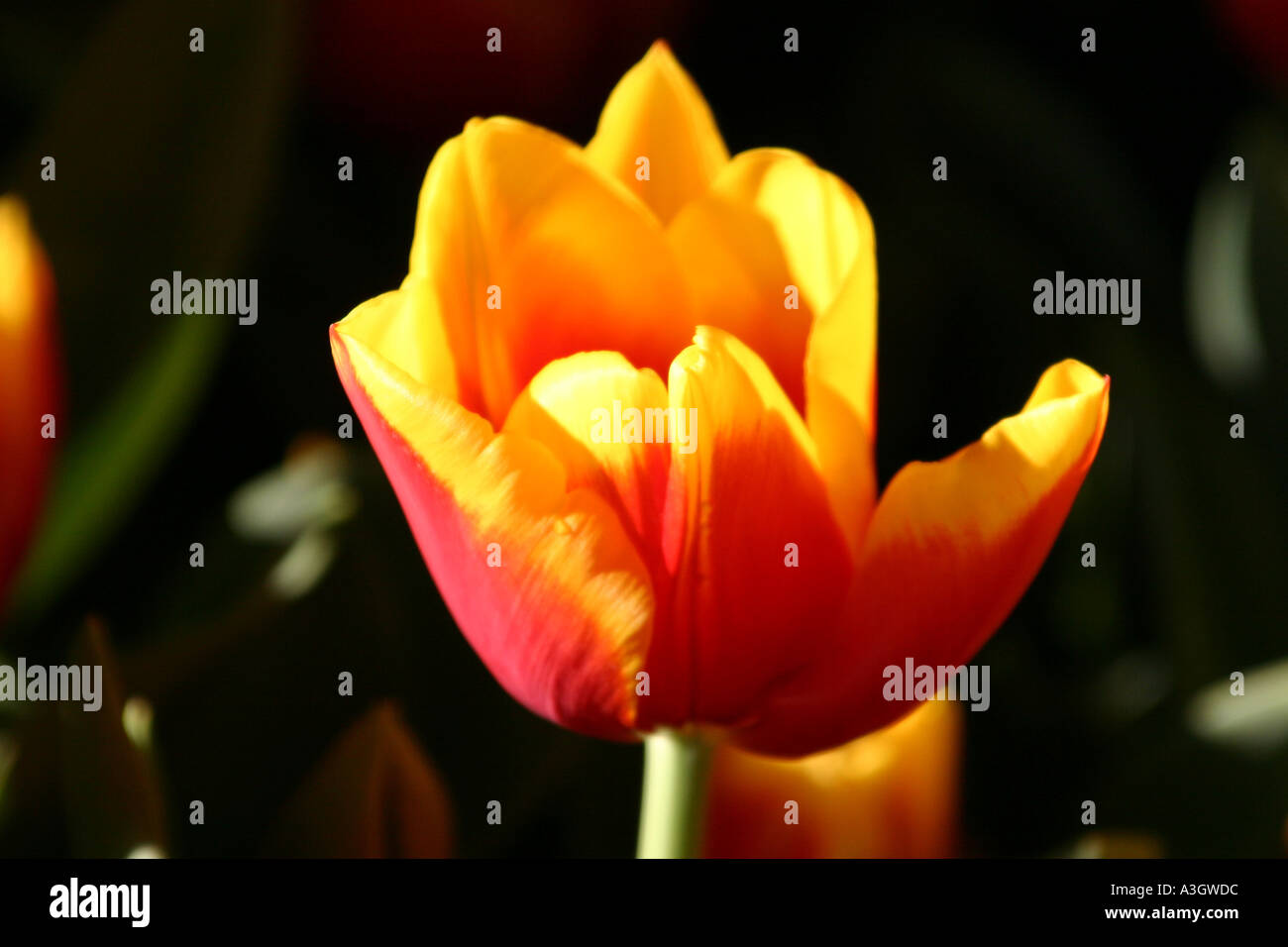 Tulip in backlight Berne Switzerland Stock Photo