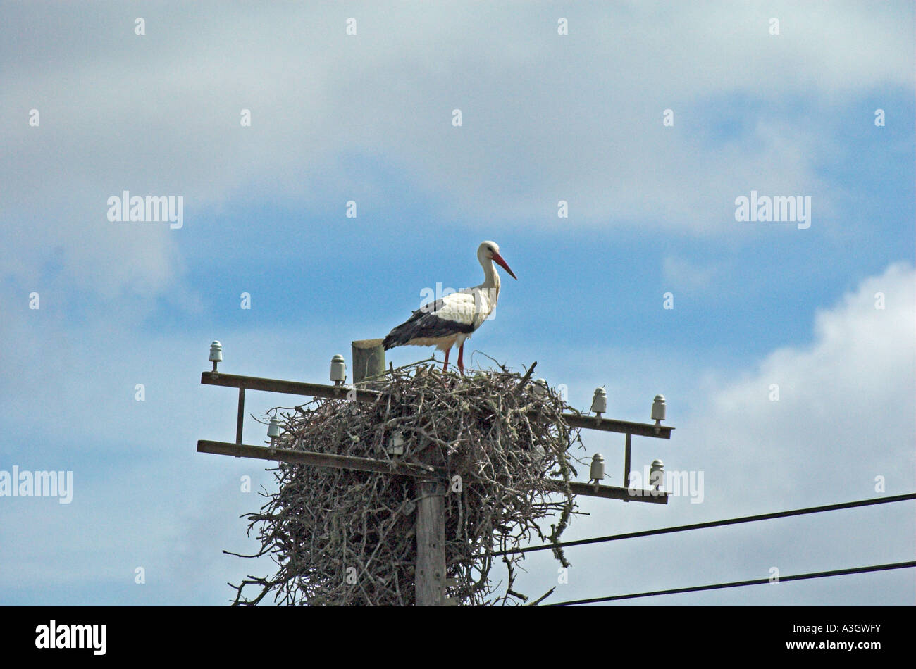 Stork on nest near Ourique, Alentejo Stock Photo