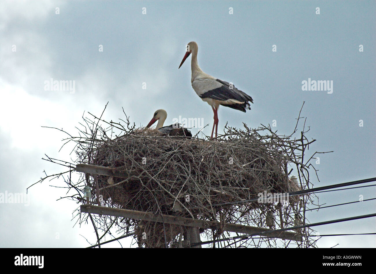 Two storks on nest near Ourique, Alentejo Stock Photo