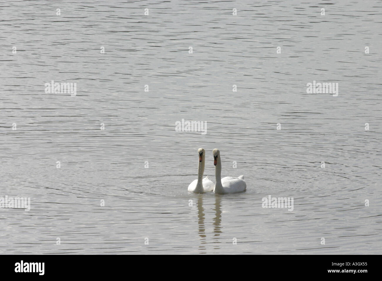Mute Swans pairing in Lake Wohlensee Berne Switzerland 6 of 34 Stock Photo