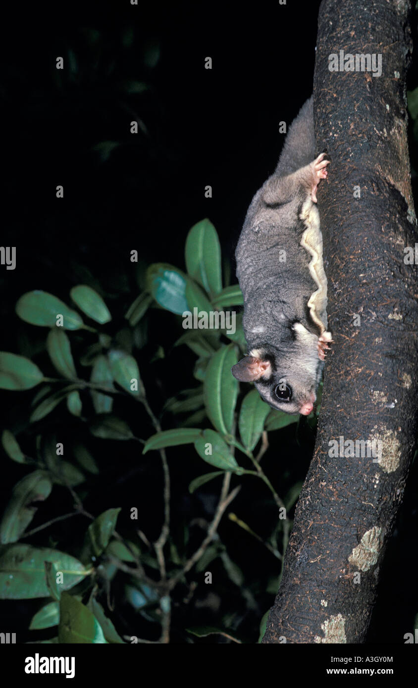 Sugar Glider Petaurus breviceps Queensland Australia Stock Photo Alamy