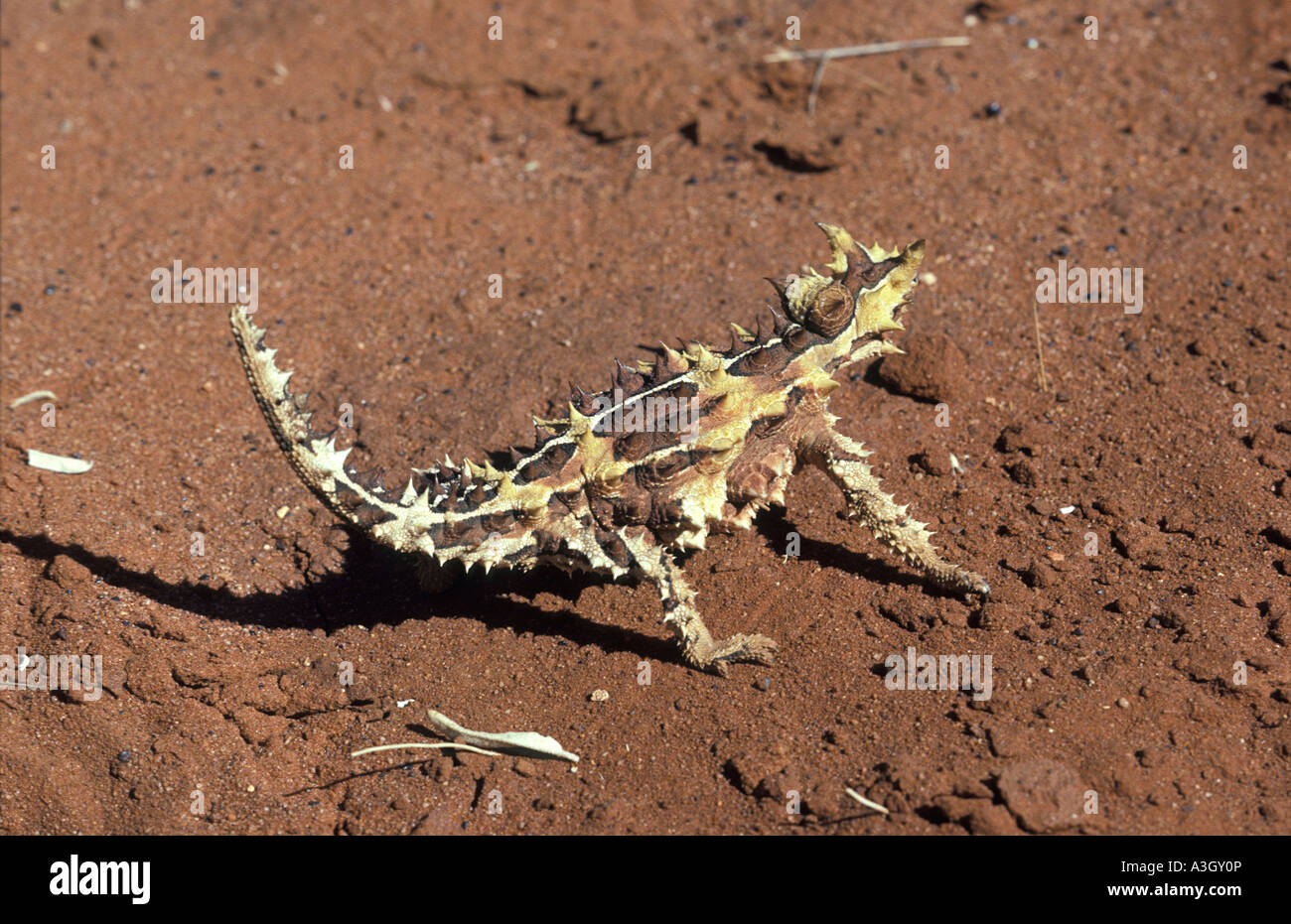 Thorny Devil Moloch horridus Northern Territory Australia Stock Photo