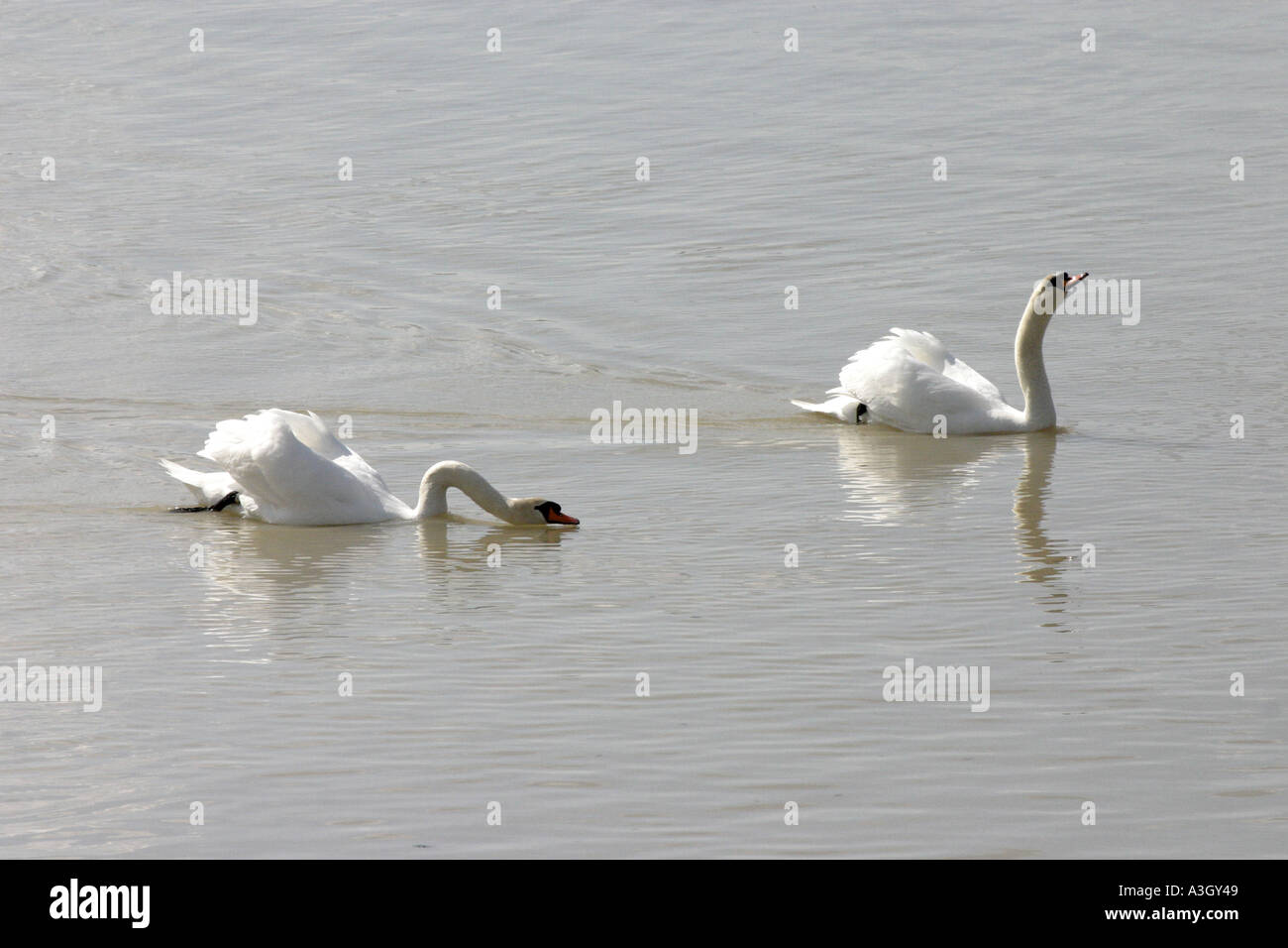 Mute Swans pairing in Lake Wohlensee Berne Switzerland 33 of 34 Stock Photo