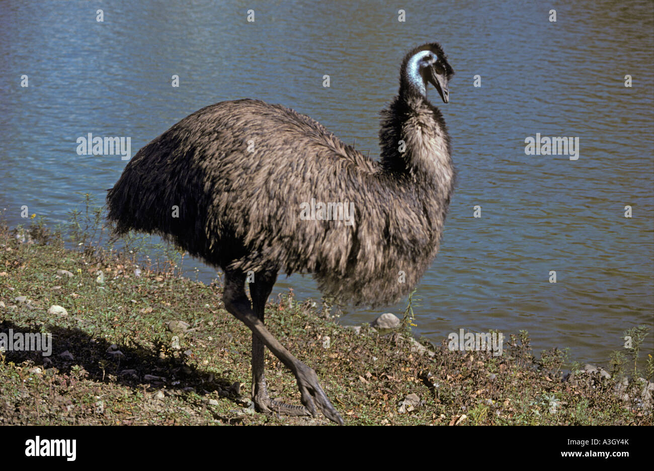 Emu australia hi-res stock photography and images - Alamy
