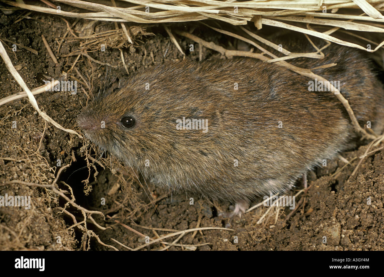 Field Mouse or Meadow Vole Microtus pennsylvanicus North America Stock Photo
