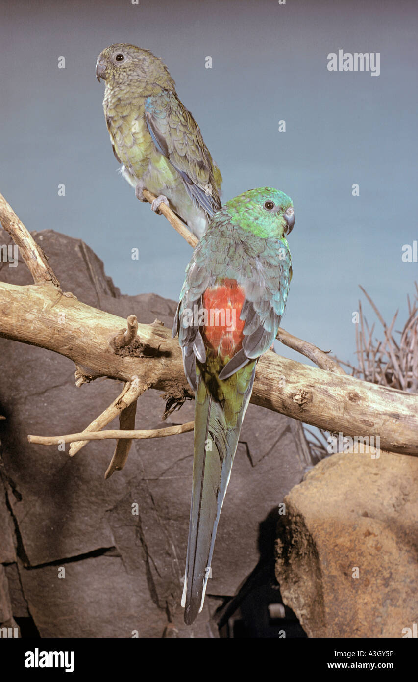 Red Rumped Parrots Psephotus haenatonotus Australian Outback Stock ...