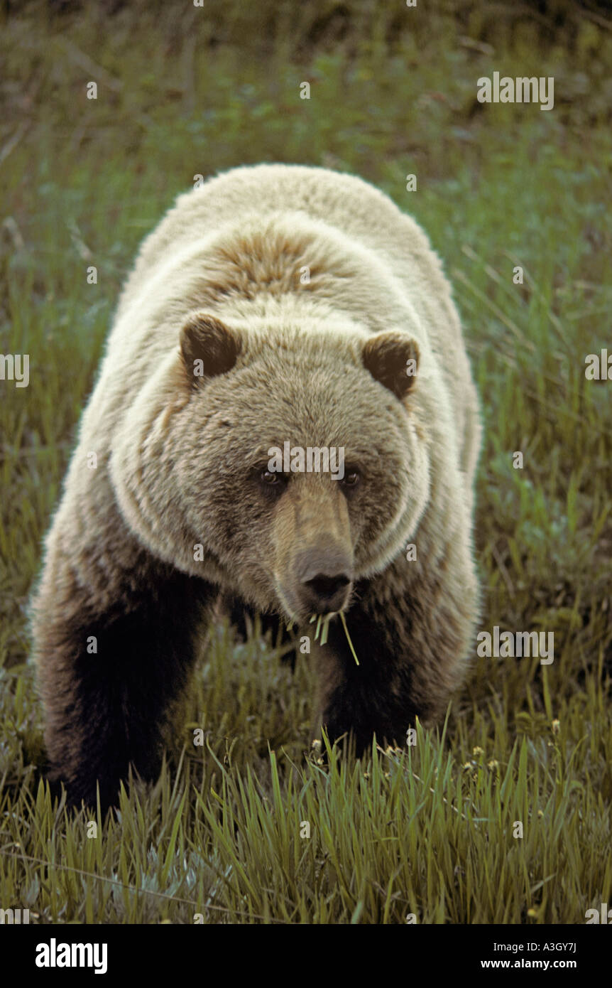 Barren Ground Grizzly Bear Ursus horribilis Denali National Park Alaska