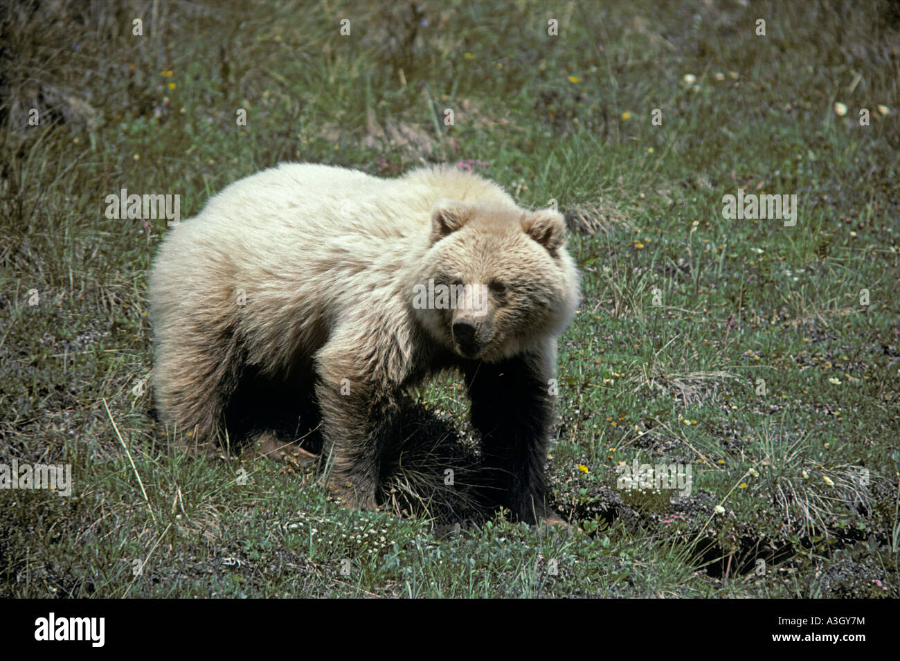 Barren ground grizzly hi-res stock photography and images - Alamy