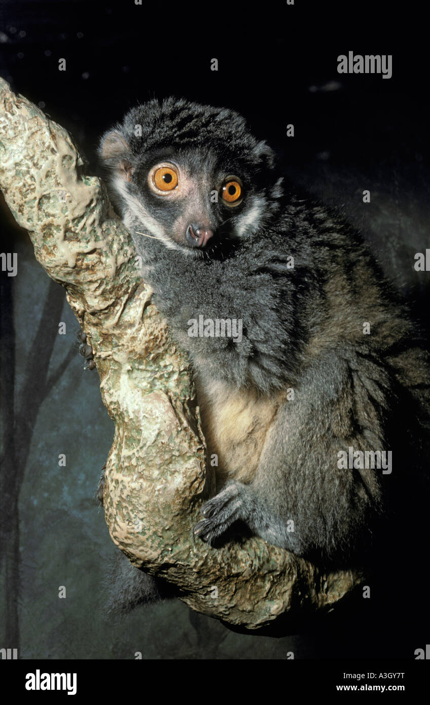 Mongoose Lemur Eulemur mongoz Madagascar Stock Photo