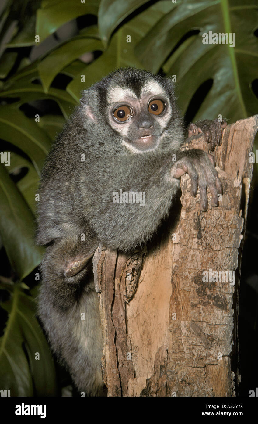 Owl Monkey Douroucolis Brazil Stock Photo