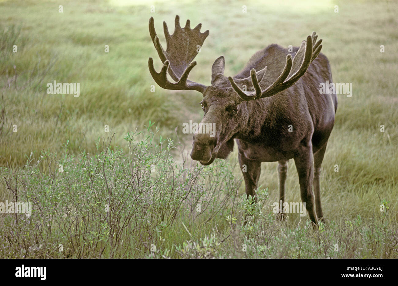 Moose (Alces alces) Yellowstone National Park, Wyoming Stock Photo Alamy