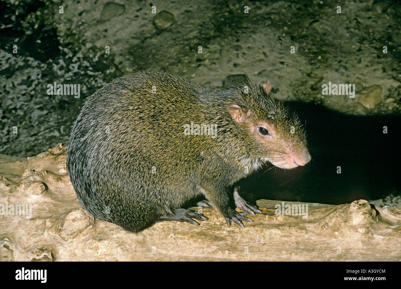 Black Agouti Dasyprocta fuliginosa Brazil Stock Photo