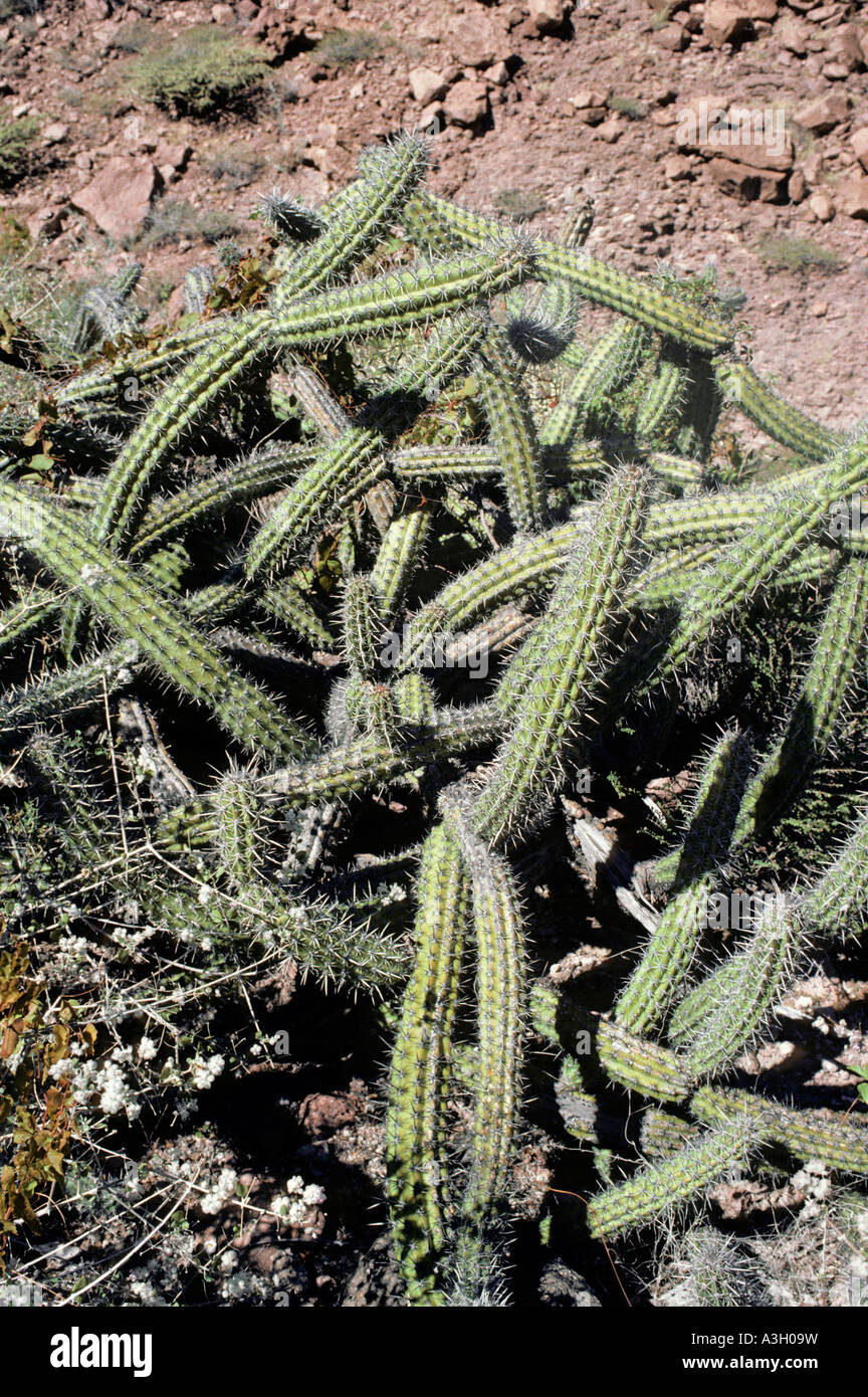 Galloping Cactus aka Pitaya Agria or Sour Pitaya Machaerocereus gummosus Isla Partida Baja California Mexico Stock Photo