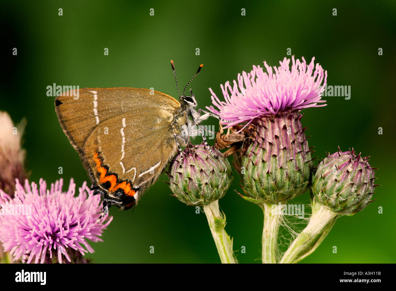 White Letter Hairstreak Stryminidia w album feeding on thistle potton bedfordshire Stock Photo