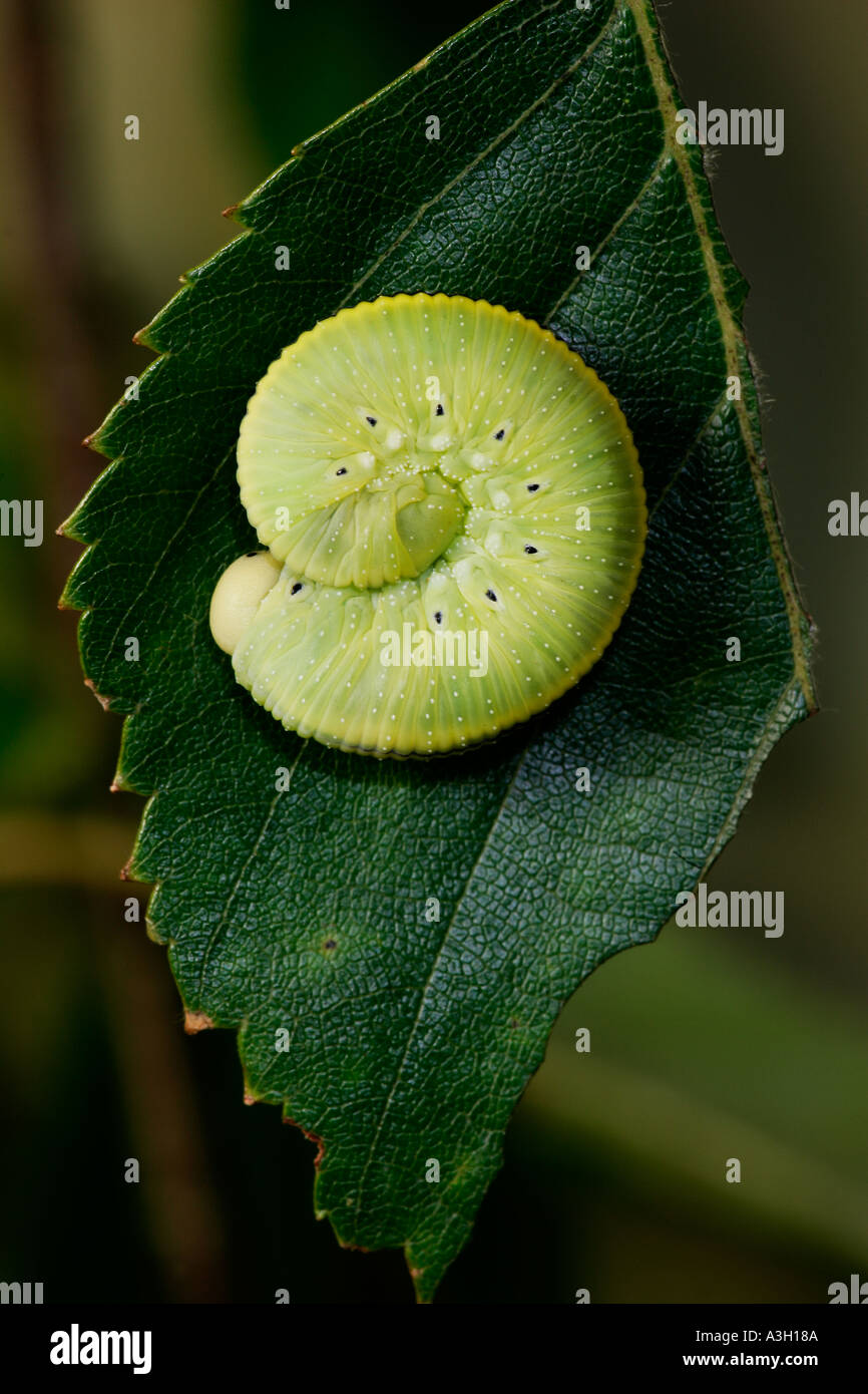 Birch Sawfly Cimbex femoratus Larva curled up on silver birch leaf potton bedfordshire Stock Photo