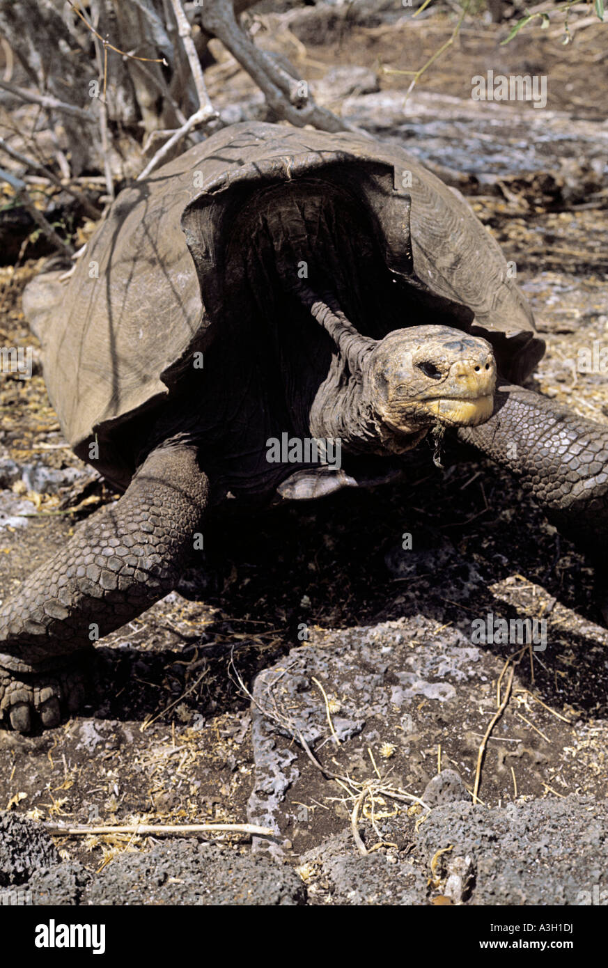 Saddleback Tortoise Geochelone spp Hood Island Galapagos Stock Photo
