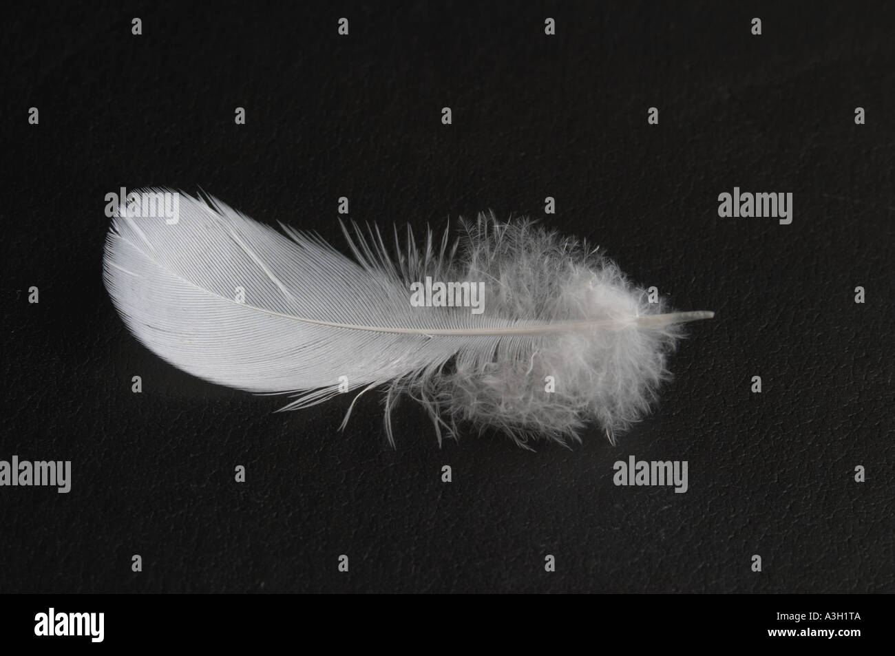 Feather on black background Stock Photo