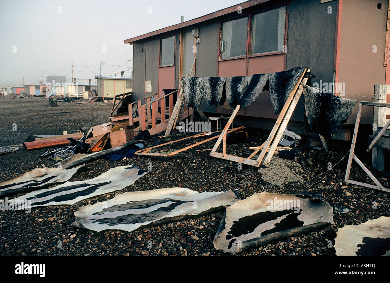 Drying seal skins Inuit Village Grise Fjord Ellesmere Island Northwest