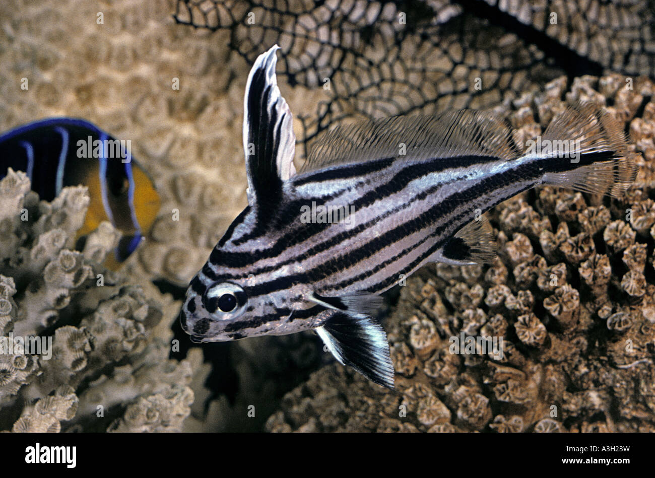 High Hat Fish Equetus acuminatus Western Atlantic Stock Photo