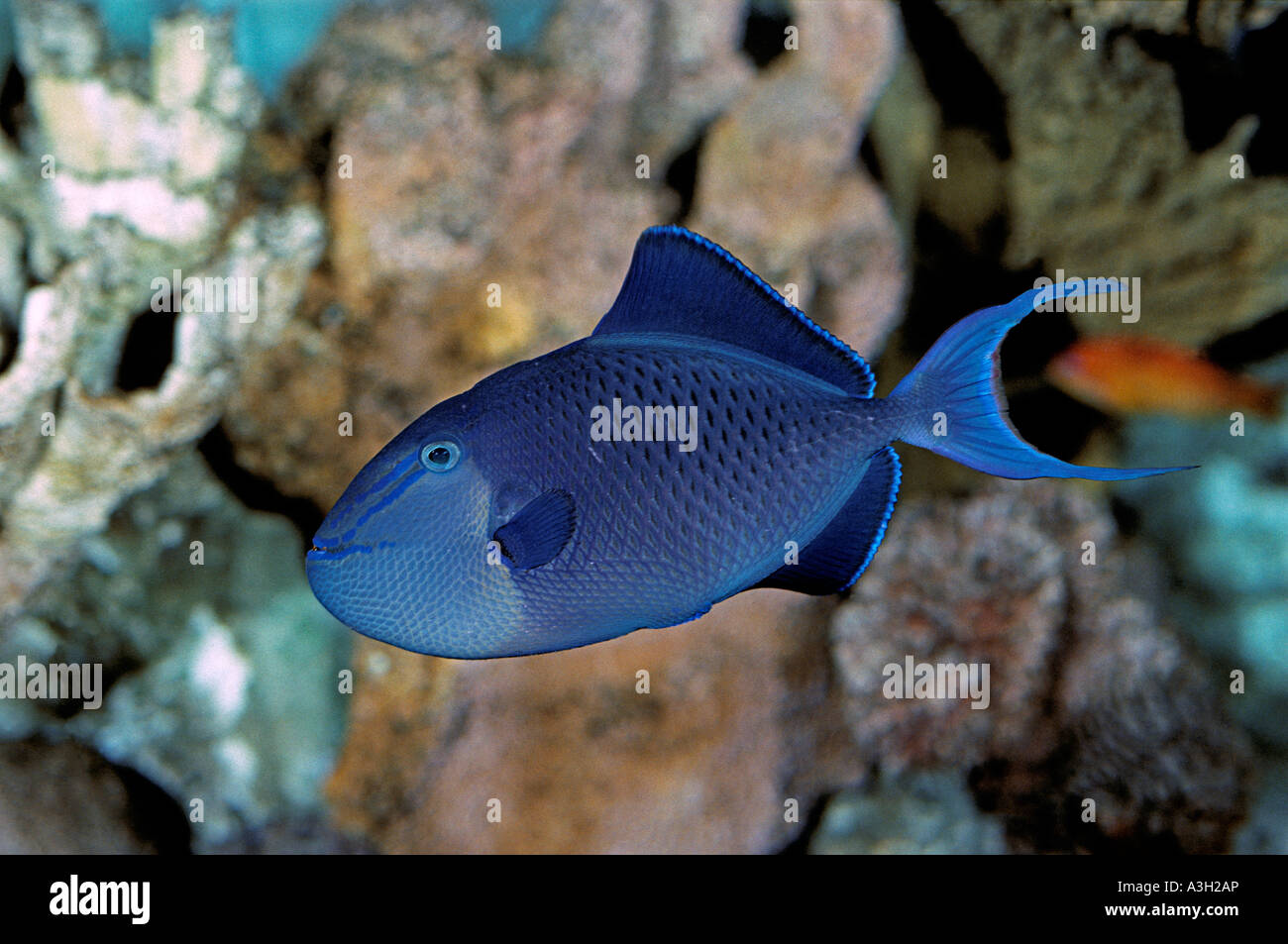 Redtoothed Triggerfish Odonus niger Okinawa Japan Stock Photo - Alamy