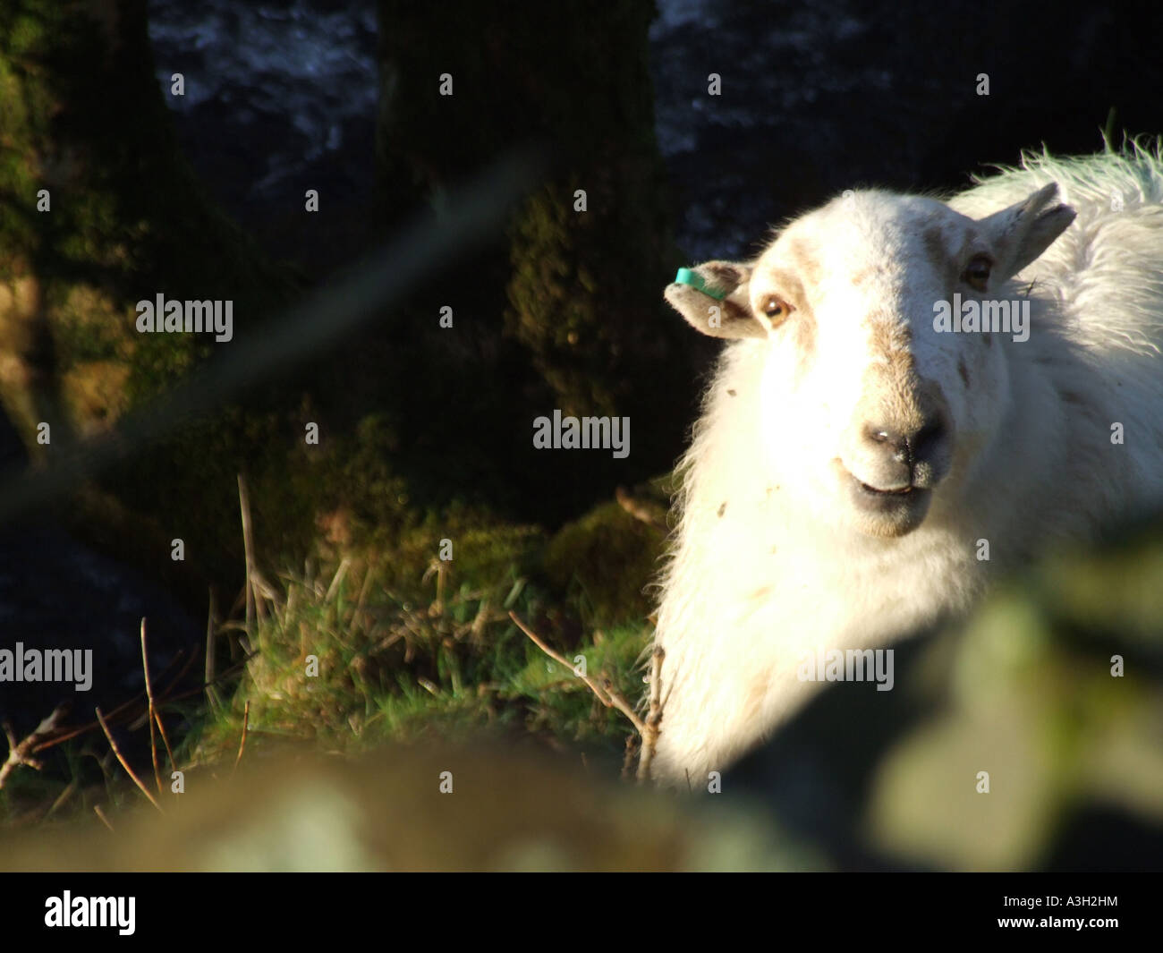 One sheep grazing in field in snowdonia hi-res stock photography and ...