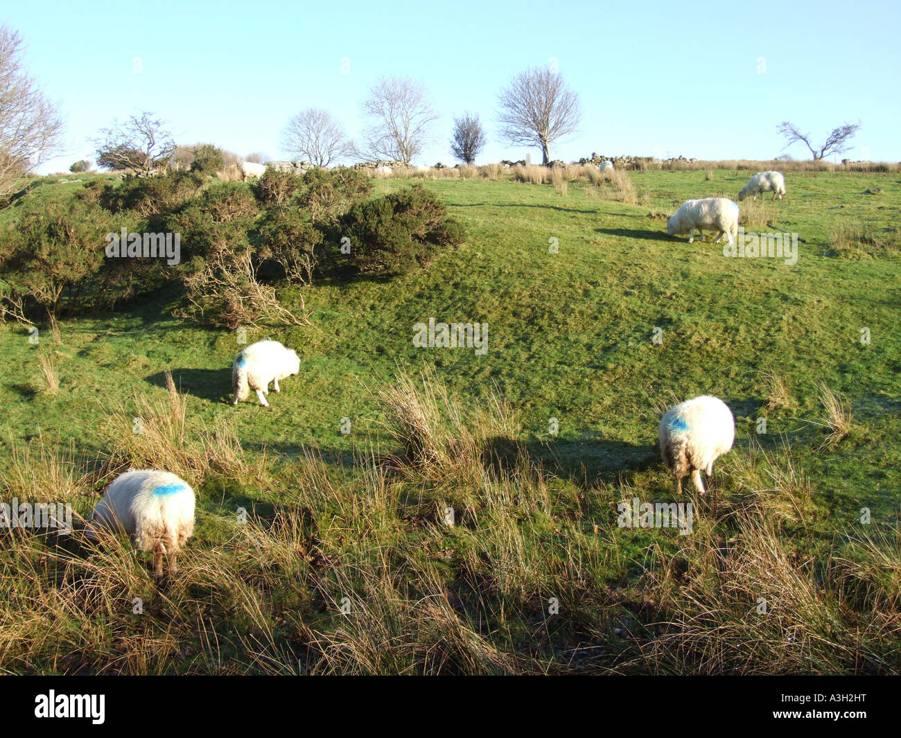 sheep in snowdonia wales Stock Photo - Alamy
