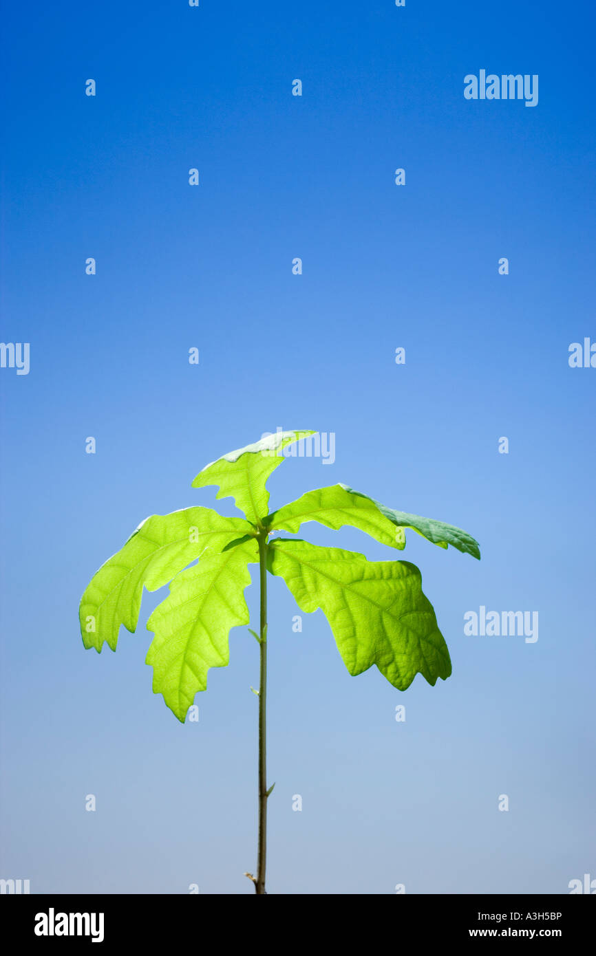 Oak tree seedling Stock Photo Alamy
