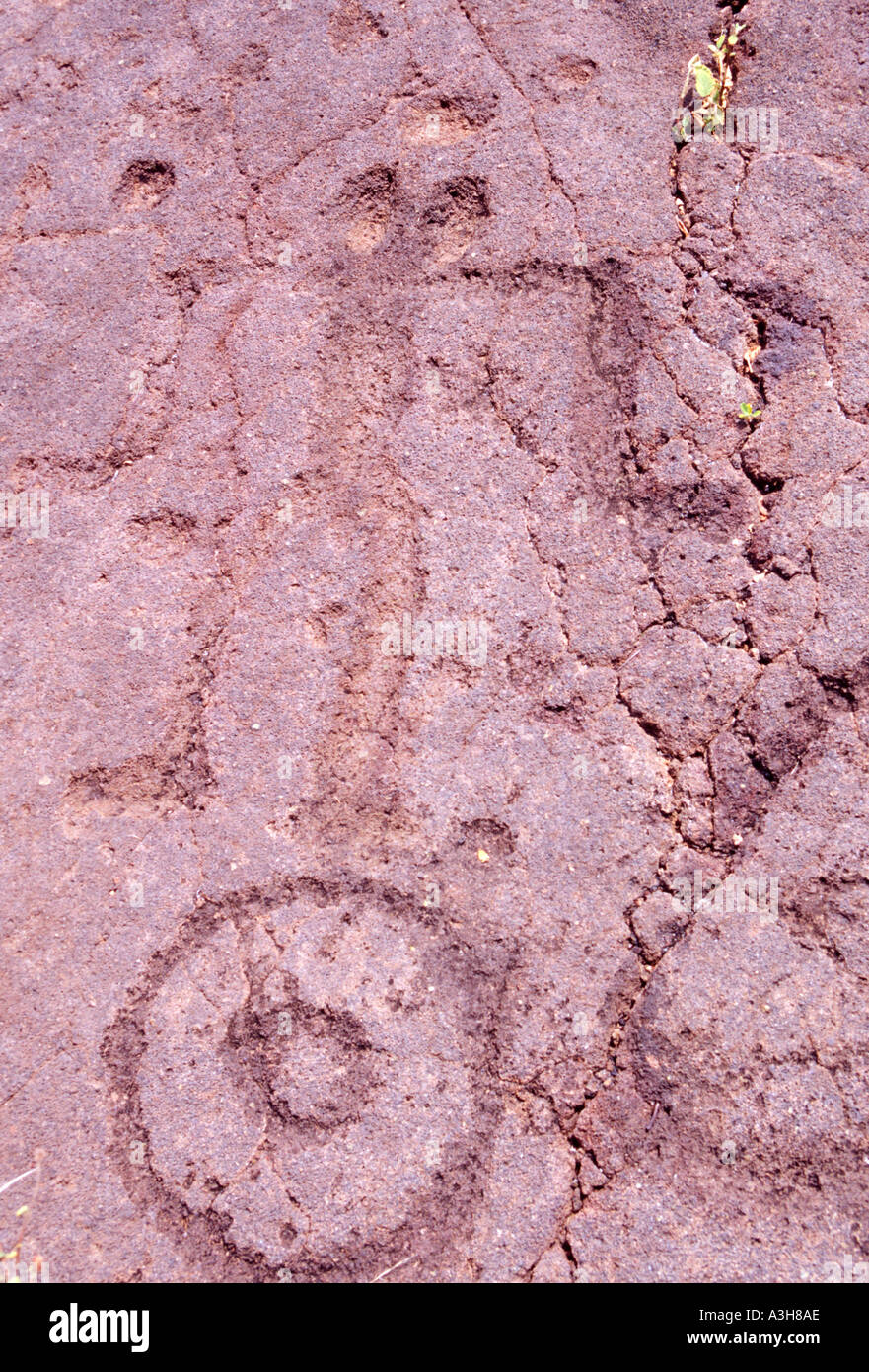 petroglyphs inscribed in lava Waikoloa Petroglyph Field Mamalahoa or