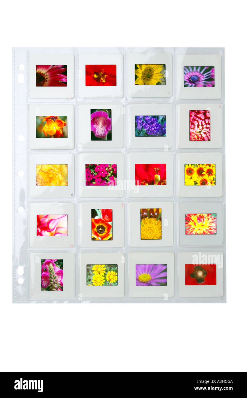 sheet of colorful colourful close-up closeup close up floral flower slides in clear slide page Stock Photo