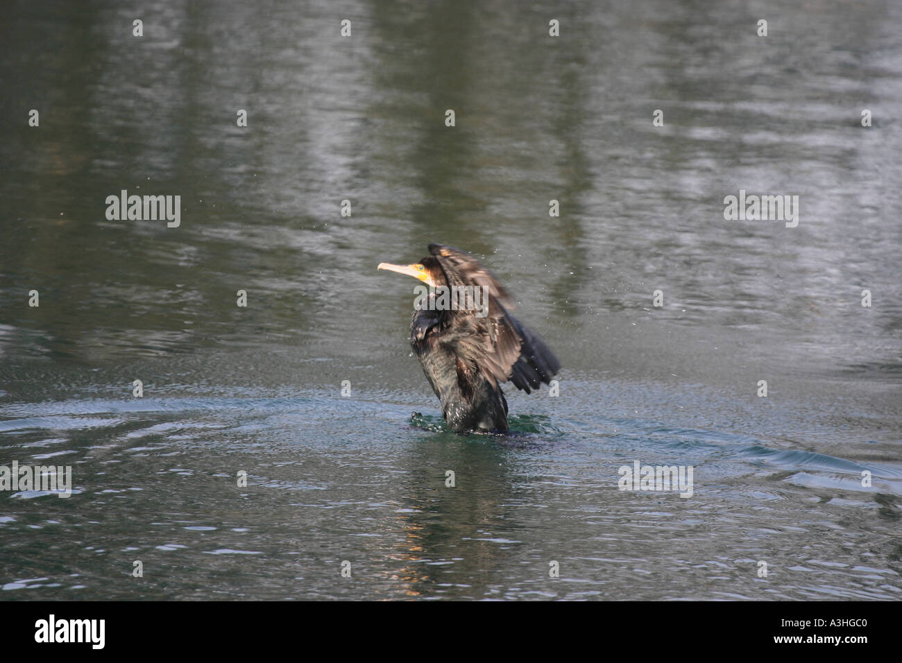 Fishing cormorant in river Aare Switzerland picture 11 of 26 Stock Photo