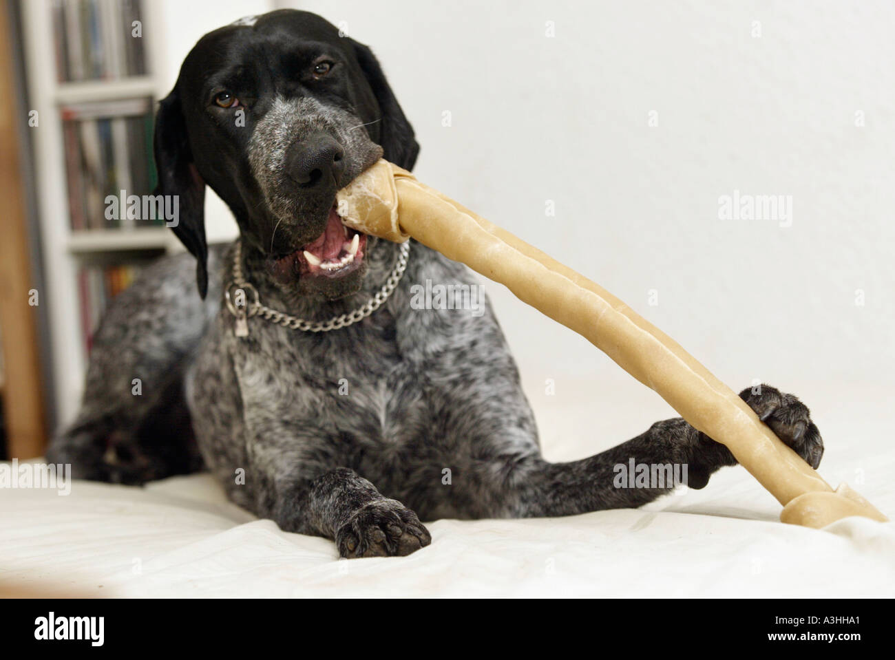 German Short Haired Dog Lucky Chewing A Big Bone Stock Photo