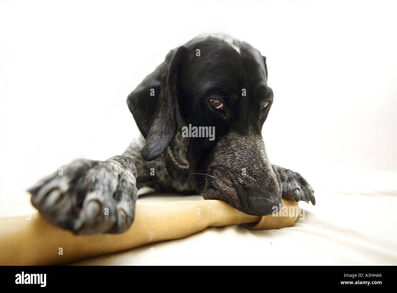 German Short Haired Dog Lucky Chewing A Big Bone Stock Photo