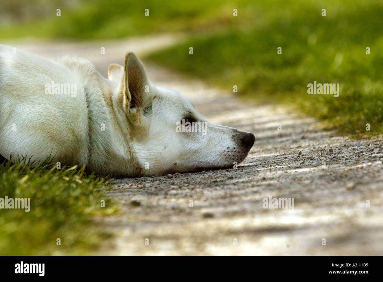 white dog lying on the ground Stock Photo - Alamy