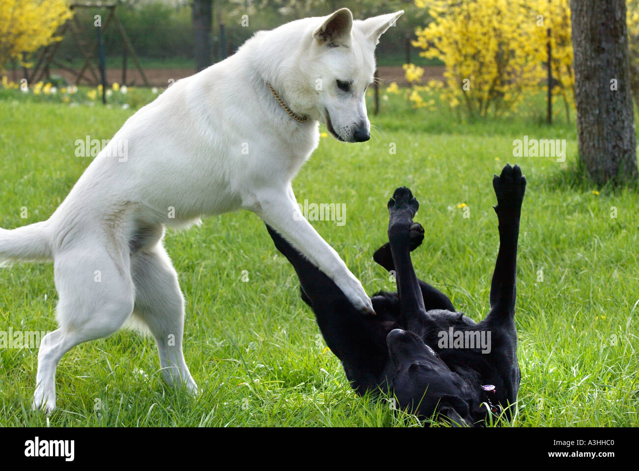 two dogs playing in the grass one of them white the other black Stock ...