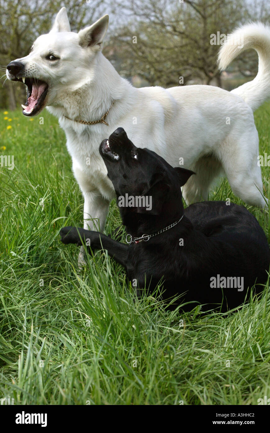 two dogs playing in the grass one of them white the other black Stock ...